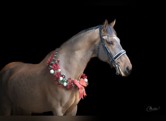 KWPN, Gelding, 12 years, 17 hh, Brown