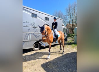 KWPN, Gelding, 12 years, 17 hh, Brown