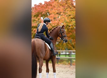 KWPN, Gelding, 12 years, 17 hh, Chestnut-Red