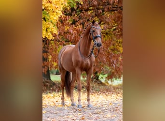 KWPN, Gelding, 12 years, 17 hh, Chestnut-Red