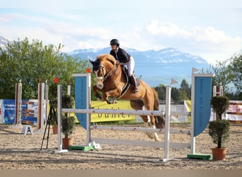 KWPN, Gelding, 12 years, 17 hh, Chestnut-Red
