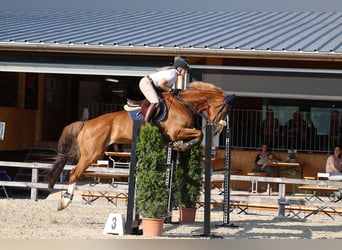 KWPN, Gelding, 12 years, 17 hh, Chestnut-Red