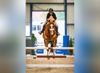 KWPN, Gelding, 12 years, 17 hh, Chestnut-Red