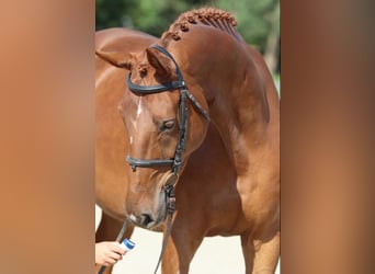 KWPN, Gelding, 12 years, 17 hh, Chestnut