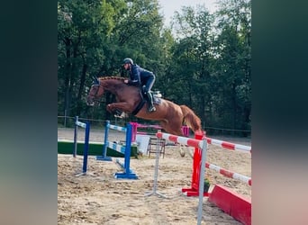 KWPN, Gelding, 12 years, 17 hh, Chestnut