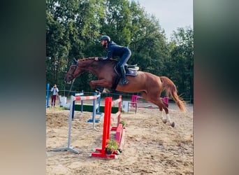 KWPN, Gelding, 12 years, 17 hh, Chestnut