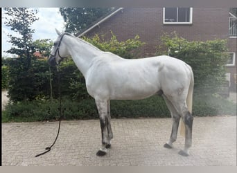 KWPN, Gelding, 12 years, 17 hh, Grey