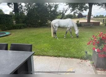 KWPN, Gelding, 12 years, 17 hh, Grey