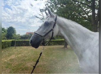 KWPN, Gelding, 12 years, 17 hh, Grey
