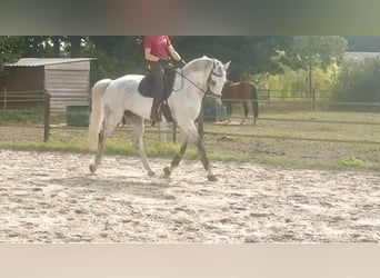 KWPN, Gelding, 12 years, 17 hh, Grey