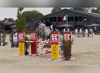 KWPN, Gelding, 12 years, 17 hh, Grey