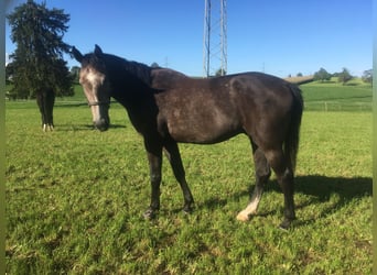 KWPN, Gelding, 12 years, 17 hh, Grey