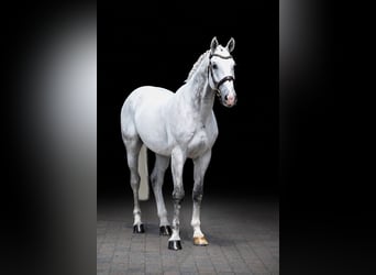 KWPN, Gelding, 12 years, 17 hh, Grey