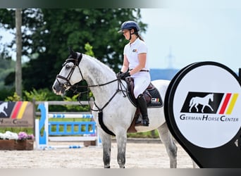 KWPN, Gelding, 12 years, 17 hh, Grey