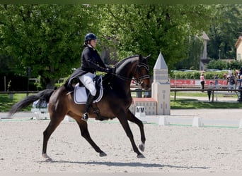 KWPN, Gelding, 12 years, 17 hh, Smoky-Black