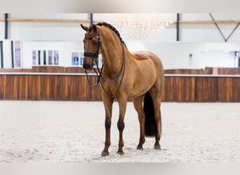 KWPN, Gelding, 12 years, Chestnut