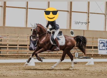 KWPN, Gelding, 13 years, 15.1 hh, Chestnut-Red