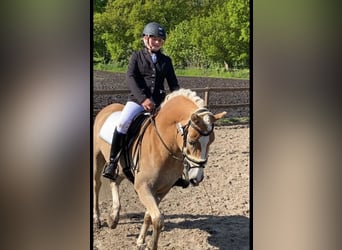 KWPN, Gelding, 13 years, 15,1 hh, Dun