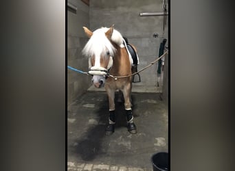 KWPN, Gelding, 13 years, 15,1 hh, Dun