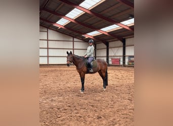 KWPN, Gelding, 13 years, 16.1 hh, Bay-Dark