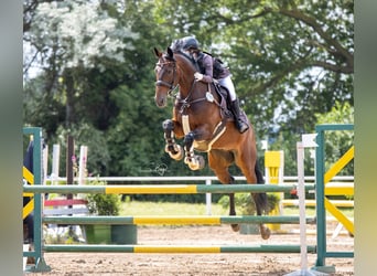 KWPN, Gelding, 13 years, 16.1 hh, Bay-Dark