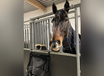 KWPN, Gelding, 13 years, 16.1 hh, Bay-Dark