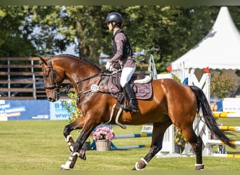KWPN, Gelding, 13 years, 16.1 hh, Bay-Dark