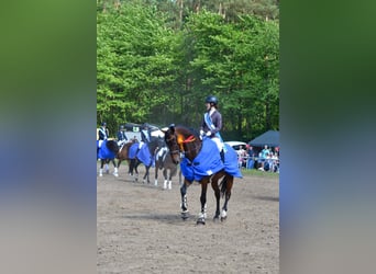 KWPN, Gelding, 13 years, 16.1 hh, Bay-Dark
