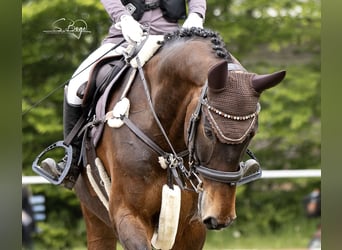 KWPN, Gelding, 13 years, 16.1 hh, Bay-Dark