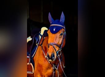 KWPN, Gelding, 13 years, 16,2 hh, Brown