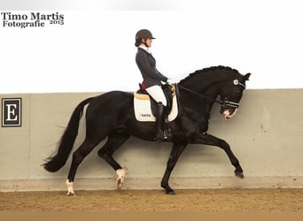 KWPN, Gelding, 13 years, 16 hh, Black