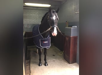 KWPN, Gelding, 13 years, 16 hh, Black