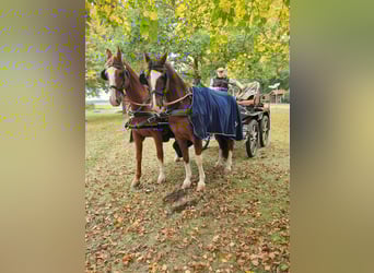 KWPN, Gelding, 13 years, 16 hh, Chestnut-Red