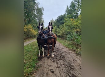 KWPN, Gelding, 13 years, 16 hh, Chestnut-Red