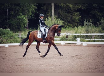 KWPN, Gelding, 13 years, 16 hh