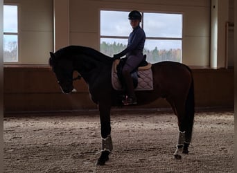 KWPN, Gelding, 13 years, 16 hh