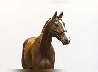 KWPN, Gelding, 13 years, 16 hh