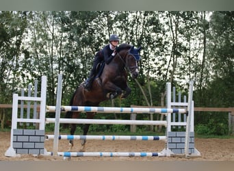 KWPN, Gelding, 13 years, 16,1 hh, Bay-Dark