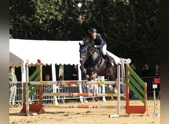 KWPN, Gelding, 13 years, 16,1 hh, Bay-Dark