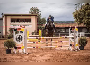 KWPN, Gelding, 13 years, 16,1 hh, Bay-Dark