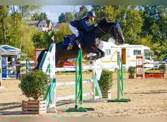 KWPN, Gelding, 13 years, 16,1 hh, Bay-Dark