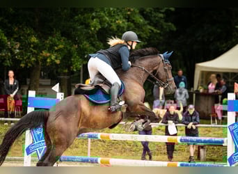KWPN, Gelding, 13 years, 16,1 hh, Bay-Dark