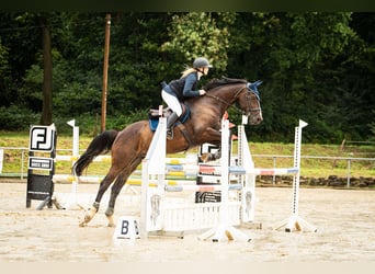KWPN, Gelding, 13 years, 16,1 hh, Bay-Dark