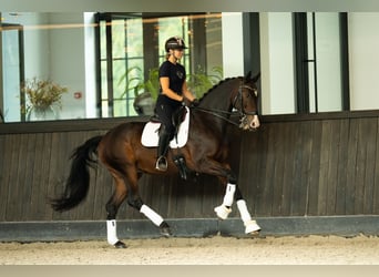 KWPN, Gelding, 13 years, 16,2 hh, Bay