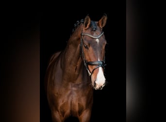 KWPN, Gelding, 13 years, 17.1 hh, Brown