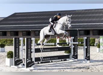 KWPN, Gelding, 13 years, 17.1 hh