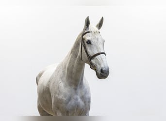 KWPN, Gelding, 13 years, 17.1 hh