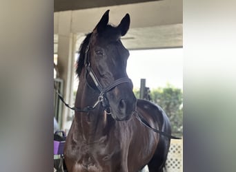 KWPN, Gelding, 13 years, 17 hh, Bay-Dark