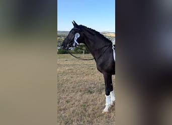 KWPN, Gelding, 13 years, 17 hh, Black
