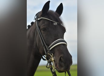 KWPN, Gelding, 13 years, 17 hh, Black